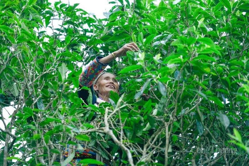 Chè Shan tuyết tại Lai Châu góp phần xóa đói giảm nghèo, nâng thu nhập cho bà con vùng dân tộc thiểu số.